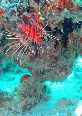 IMG_0140rf_Maldives_Madoogali_Plongee 1_House reef_Poisson scorpion diable_Pterois antennata